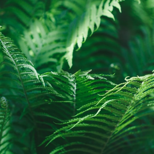 Ciclo Avanzado II - Asclepios